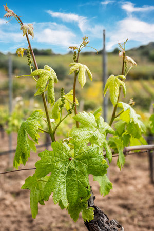 Ladybug walking among Vermentino grape leaves in spring. Traditional and sustainable agriculture.の写真素材