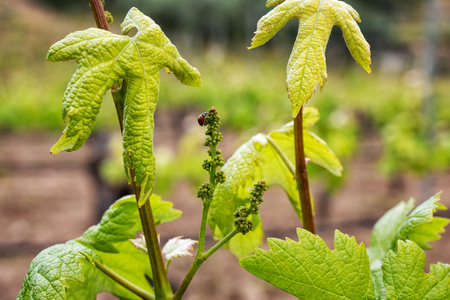 Ladybug walking among young bunches of Vermentino grapes in spring. Traditional and sustainable agriculture.の写真素材