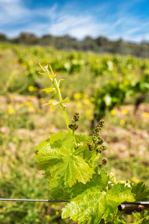 Young sprouts with bunches of Cannonau grapes. Close-up of the buds and bunches of grapes in the branches of a vineyard in Sardinia, Italy. Traditional agriculture.の写真素材
