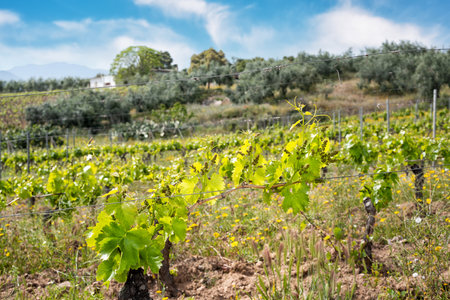 Young sprouts with bunches of Cannonau grapes. Close-up of the buds and bunches of grapes in the branches of a vineyard in Sardinia, Italy. Traditional agriculture.の写真素材