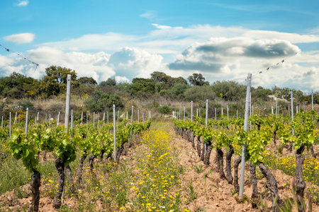 Vineyard of Cannonau grapes in spring with new shoots and young leaves in the branches. Young inflorescence of the vine. Traditional agriculture. Sardinia, Italy.の写真素材