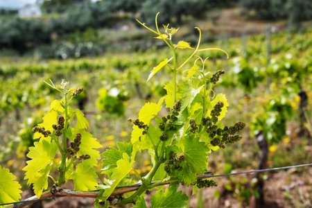 Young sprouts with bunches of Cannonau grapes. Close-up of the buds and bunches of grapes in the branches of a vineyard in Sardinia, Italy. Traditional agriculture.の写真素材