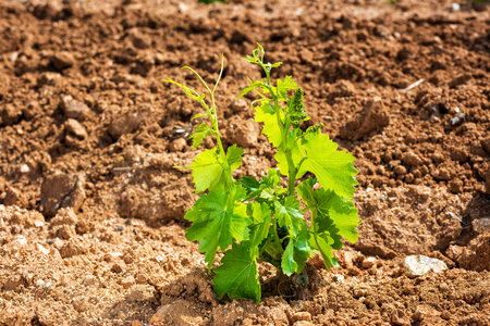 Young sprouts on the new Cannonau grape seedlings. Close-up of the shoots and bunches of grapes in the newly planted vine grafts. Traditional agriculture.の写真素材