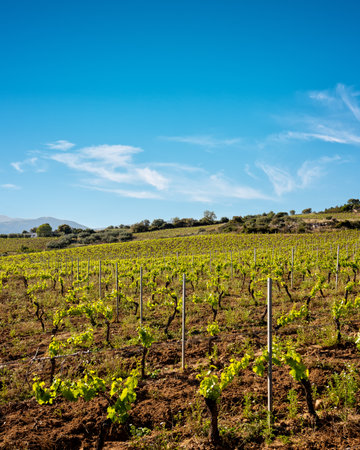 Vineyard of Cannonau grapes in spring with new shoots and young leaves in the branches. Young inflorescence of the vine. Traditional agriculture. Sardinia, Italy.の写真素材