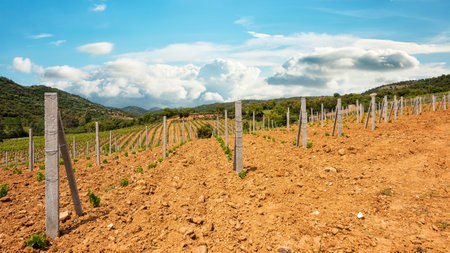 Newly planted Cannonau grape vineyard with new shoots and young leaves in spring. Young inflorescence of the vine. Traditional agriculture. Sardinia, Italy.の写真素材
