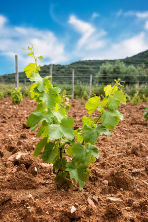 Young sprouts on the new Cannonau grape seedlings. Close-up of the shoots and bunches of grapes in the newly planted vine grafts. Traditional agriculture.の写真素材