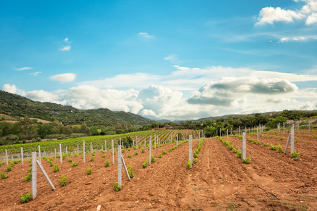 Newly planted Cannonau grape vineyard with new shoots and young leaves in spring. Young inflorescence of the vine. Traditional agriculture. Sardinia, Italy.の写真素材