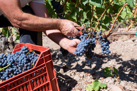 Cannonau grapes. Farmer manually harvesting the bunches of grapes with scissors. Traditional agriculture. Sardinia.の写真素材