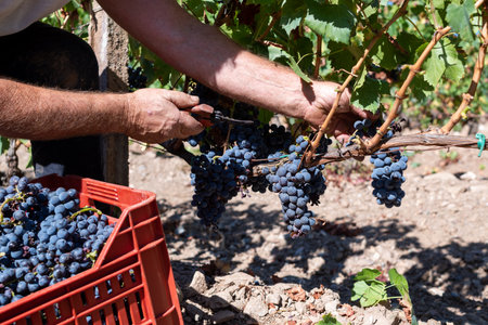 Cannonau grapes. Farmer manually harvesting the bunches of grapes with scissors. Traditional agriculture. Sardinia.の写真素材