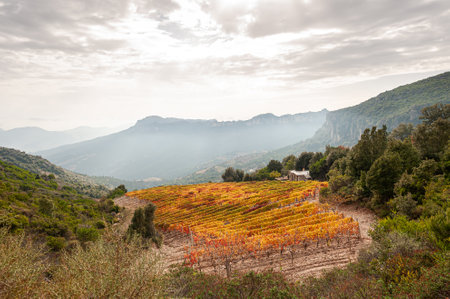 Mountain landscape in autumn with vineyards with colorful red and yellow leaves, Sardinia, Italy. Traditional agriculture. Beautiful colors in autumn.の写真素材
