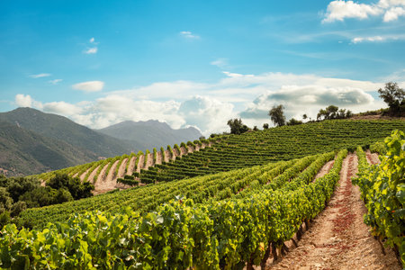 Mountain landscape with the cultivation of vineyards for the production of wine, Sardinia, Italy. Traditional agriculture.の写真素材