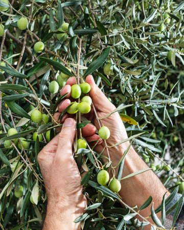 Close-up of the hands of a Caucasian olive grower as he collects olives from the branches of the tree. Traditional agriculture. Old jobs.の写真素材