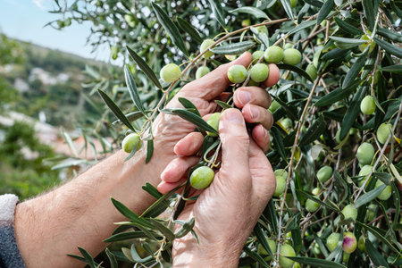 Close-up of the hands of a Caucasian olive grower as he collects olives from the branches of the tree. Traditional agriculture. Old jobs.の写真素材