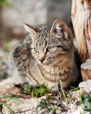 Puppy cat photographed in an outdoor garden. Pets. Felines.の写真素材
