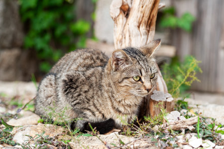 Puppy cat photographed in an outdoor garden. Pets. Felines.の写真素材