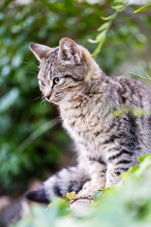 Puppy cat photographed in an outdoor garden. Pets. Felines.の写真素材