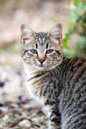 Puppy cat photographed in an outdoor garden. Pets. Felines.の写真素材