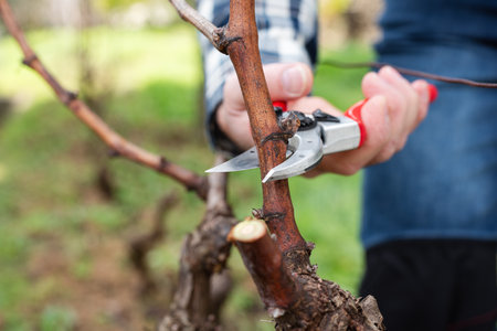 Winegrower pruning the vineyard with professional steel scissors. Traditional agriculture. Winter pruning.の写真素材
