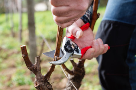Winegrower pruning the vineyard with professional steel scissors. Traditional agriculture. Winter...