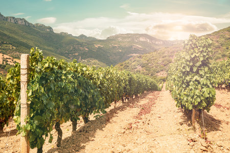 Vineyard at sunset. Mountain landscape with the cultivation of vineyards for the production of wine, Sardinia, Italy. Traditional agriculture.の写真素材