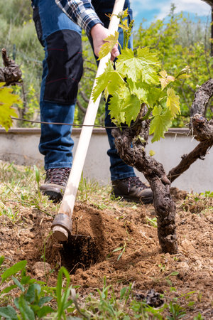 Farmer with hoe works the land in the vineyard. Agricultural industry, winery.の写真素材