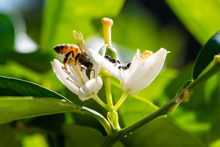 Close-up of a bee collecting pollen from white orange blossoms in spring. Biological agriculture. Environmental protection and biodiversity.の写真素材