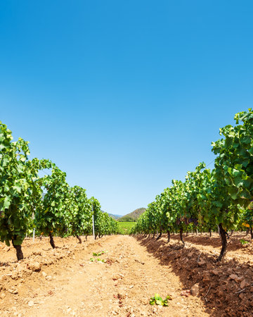 Rows of a beautiful vineyard for the production of wine grown in Sardinia, Italy. Traditional agriculture.の写真素材
