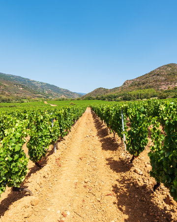 Rows of a beautiful vineyard for the production of wine grown in Sardinia, Italy. Traditional agriculture.の写真素材