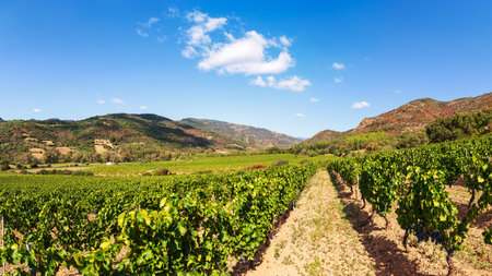 Beautiful vineyards in a plain between mountains and hills, under a spectacular blue sky. Sardinia, Italy. Traditional agriculture.の写真素材