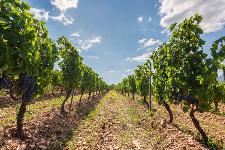 Rows of a beautiful vineyard in a plain between the mountains, under a spectacular blue sky with clouds. Traditional agriculture.の写真素材