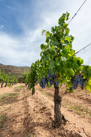 Cannonau grapes. Ripe bunches of black grapes among the branches of the plant in a vineyard. Traditional farming. Sardinia.の写真素材