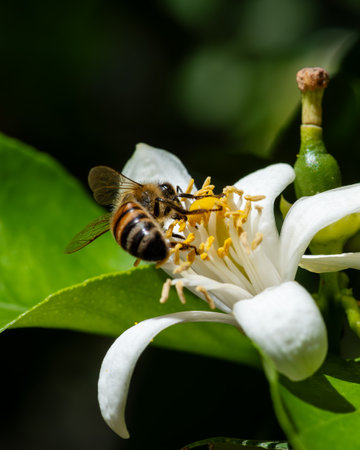 Close-up of a bee collecting pollen from white lemon blossoms in spring. Biological agriculture....