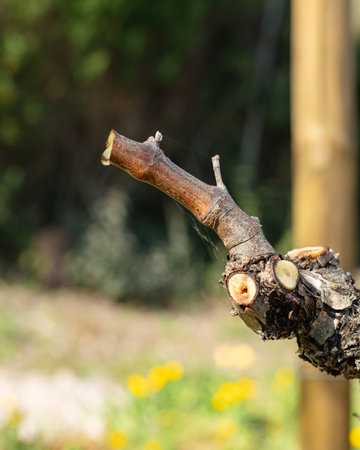 Drop of sap falling from the vine branch after pruning in winter. Sardinia, Italy. Traditional organic agriculture.の写真素材