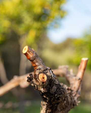 Vine branches wet with sap that comes out from the cut after pruning in winter. Sardinia, Italy. Traditional organic farming.の写真素材