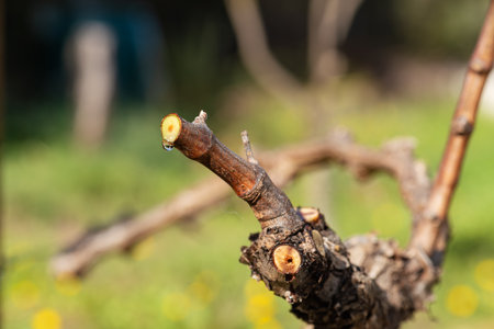 Drop of sap falling from the vine branch after pruning in winter. Sardinia, Italy. Traditional organic agriculture.の写真素材