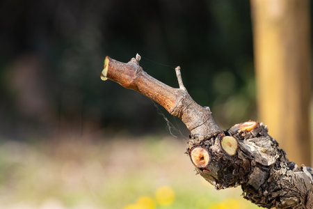 Drop of sap falling from the vine branch after pruning in winter. Sardinia, Italy. Traditional organic agriculture.の写真素材
