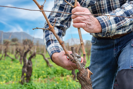 Close-up of the hands of the winemaker pruning the vineyard with professional steel scissors. Traditional agriculture. Winter pruning, Guyot method.の写真素材