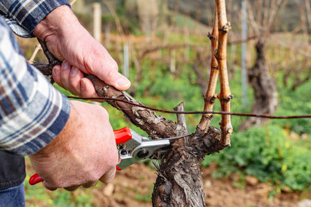 Close-up of the hands of the winemaker pruning the vineyard with professional steel scissors. Traditional agriculture. Winter pruning, Guyot method.の写真素材