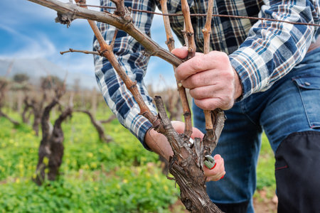 Close-up of the hands of the farmer pruning the vineyard with professional steel scissors. Traditional agriculture. Winter pruning, Guyot method.の写真素材