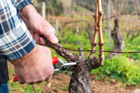 Close-up of the hands of a man pruning the vineyard with professional steel scissors. Traditional agriculture. Winter pruning, Guyot method.の写真素材