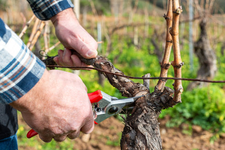 Close-up of the hands of the pruning the vineyard with professional steel scissors. Traditional agriculture. Winter pruning, Guyot method.の写真素材