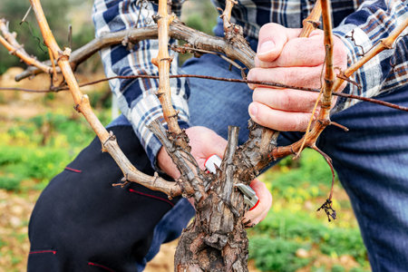 Close-up of the hands of the winegrower pruning the vineyard with professional steel scissors. Traditional agriculture. Winter pruning, Guyot method.の写真素材