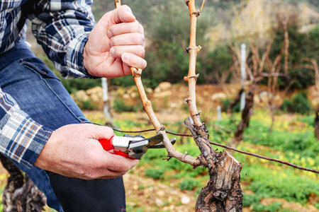 Close-up of the hands of the winemaker pruning the vineyard with professional steel scissors. Traditional agriculture. Winter pruning, Guyot method.の写真素材