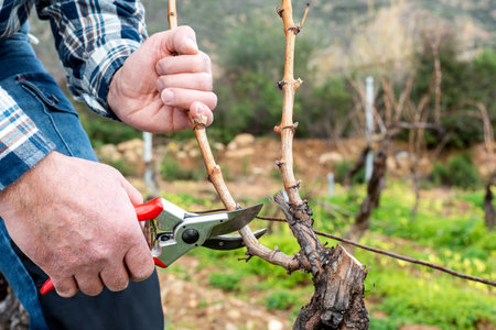 Close-up of the hands of the winemaker pruning the vineyard with professional steel scissors. Traditional agriculture. Winter pruning, Guyot method.の写真素材