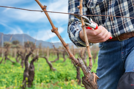 Close-up of the hands of the winemaker pruning the vineyard with professional steel scissors. Traditional agriculture. Winter pruning, Guyot method.の写真素材
