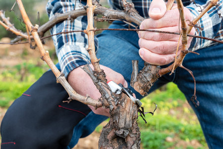 Close-up of the hands of the winemaker pruning the vineyard with professional steel scissors. Traditional agriculture. Winter pruning, Guyot method.の写真素材