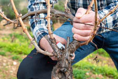 Close-up of the hands of the winemaker pruning the vineyard with professional steel scissors. Traditional agriculture. Winter pruning, Guyot method.の写真素材