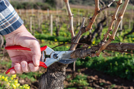 Close-up of the hands of the winemaker pruning the vineyard with professional steel scissors....