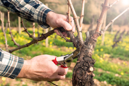Close-up of the hands of the pruner pruning the vineyard at sunset, with professional steel...