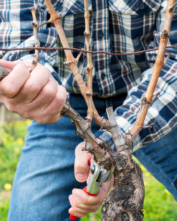 Close-up of the hands of the winegrower pruning the vineyard with professional steel scissors....